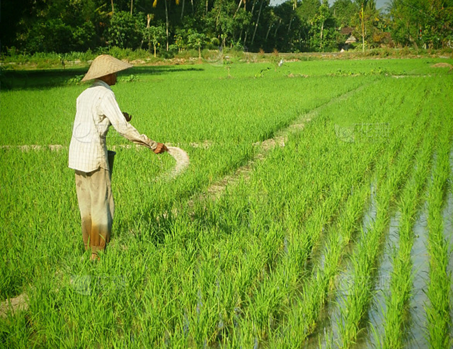 Water Soluble NPK Compound Fertilizer Quick Absorption High Purity