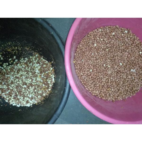 High Throughput Groundnut Color Sorter Machine With CCD Colour Camera Peanut Sorting Machinery