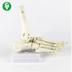 China Right Foot  Human Joints Model Metacarpal White Color Multi Functional for sale