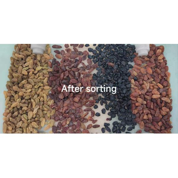Automatic Macadamia Nut Color Sorter Nuts Color Sorter Macadamia Kernel Shell Separator Equipment