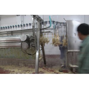 Chicken Plucker Machine Small Poultry Abbatoir Poultry(pollos) Meat Processing