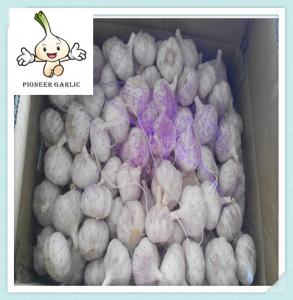 Quality New fresh garlic of 2016(normal white&pure white&red garlic) for sale