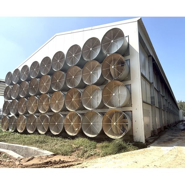 Affordable Automatic A-Type Layer Battery Cage System for Medium & Large Poultry Farms