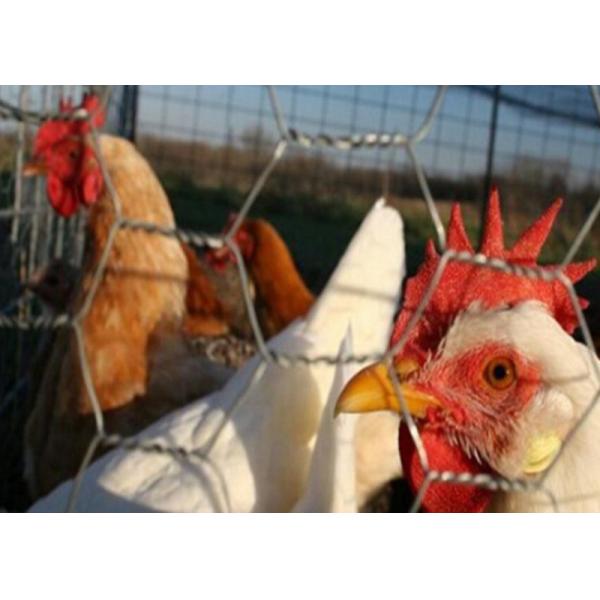 1m Width 3/4" 2.6mm Gauge Rabbit Proof Wire Mesh