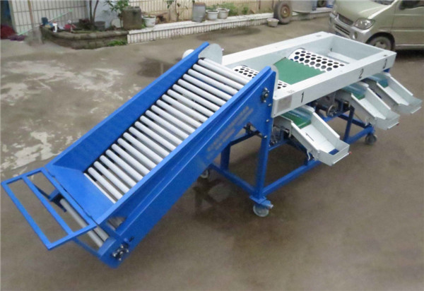 small garlic grading machine , garlic sorting machine, garlic sorter, garlilc grader