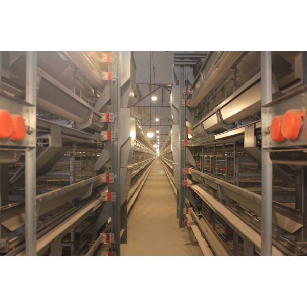 Battery Chicken Cages Fully Automatic Environmental Controlled System Suitable for Poultry Farming