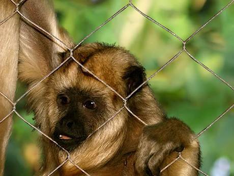 Stainless Steel Wire Rope Mesh for monkey