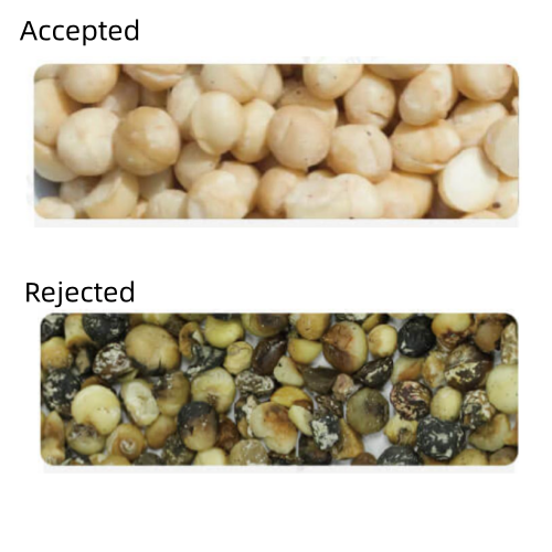 Ai Deep Learning Smart Macadamia Color Sorting Machine, 128 Channels.