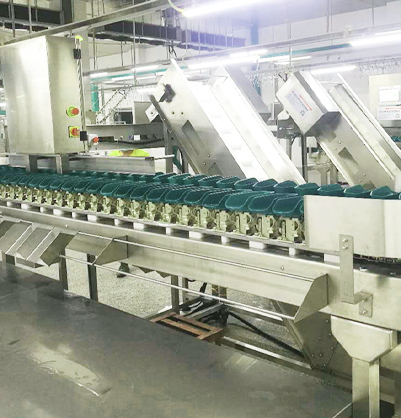 Stainless Steel Grading Size Automatic Chicken Weight Sorting Machine for Sorting