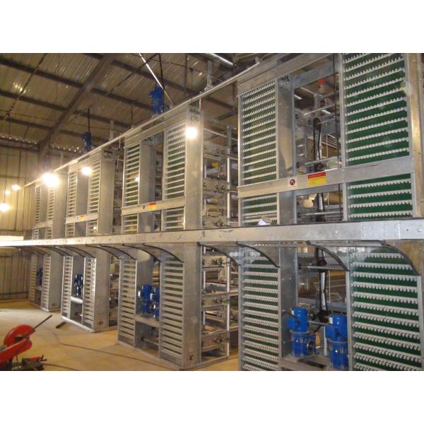 Automatic Layer Poultry Cage With Feeder And Drinker Poultry Cages For Layer Chickens For 10000 Birds