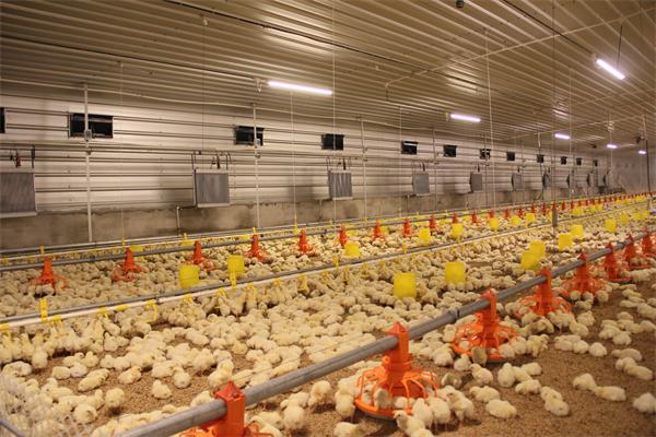 Modern Design Waterproof Thermal Insulation Chicken House Laying Chicken House Steel Structure Poultry House