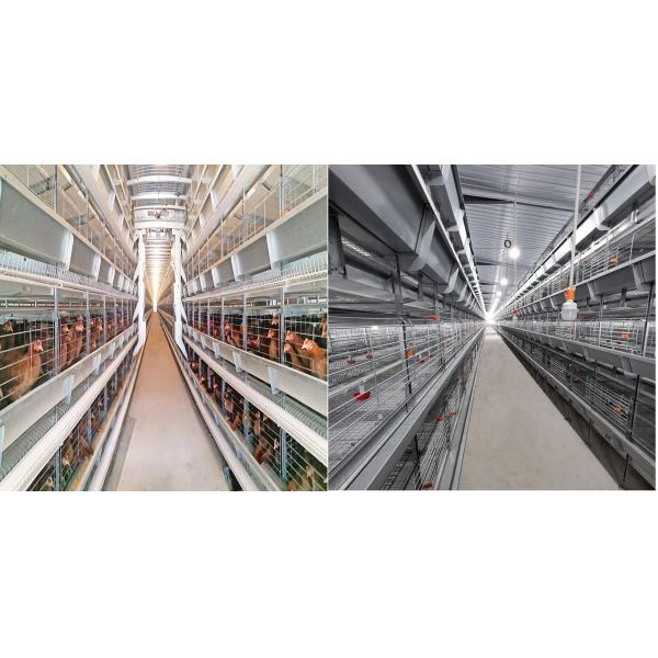 Ventilational Automatic Layer Cage System , 4 Tier 120 Birds Chicken Battery Cages