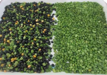 Upgraded Multi Function Grains Optical Color And Shape Sorter For Cereal / Lentils / Barley