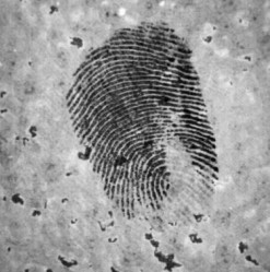 Ultra-Wide Spectrum Forensic Camera With High Sensitivity