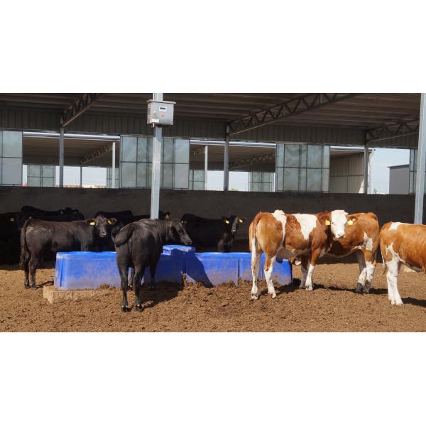 Automatic Cattle Waterer with 260L Capacity for Easy Cow Drinking