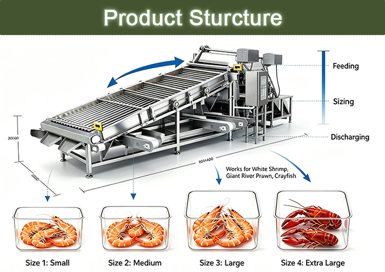 Multi-Grade Automatic Prawn Size Sorting Machine Crayfish White Shrimp Giant Prawn Grader for Seafood Factory
