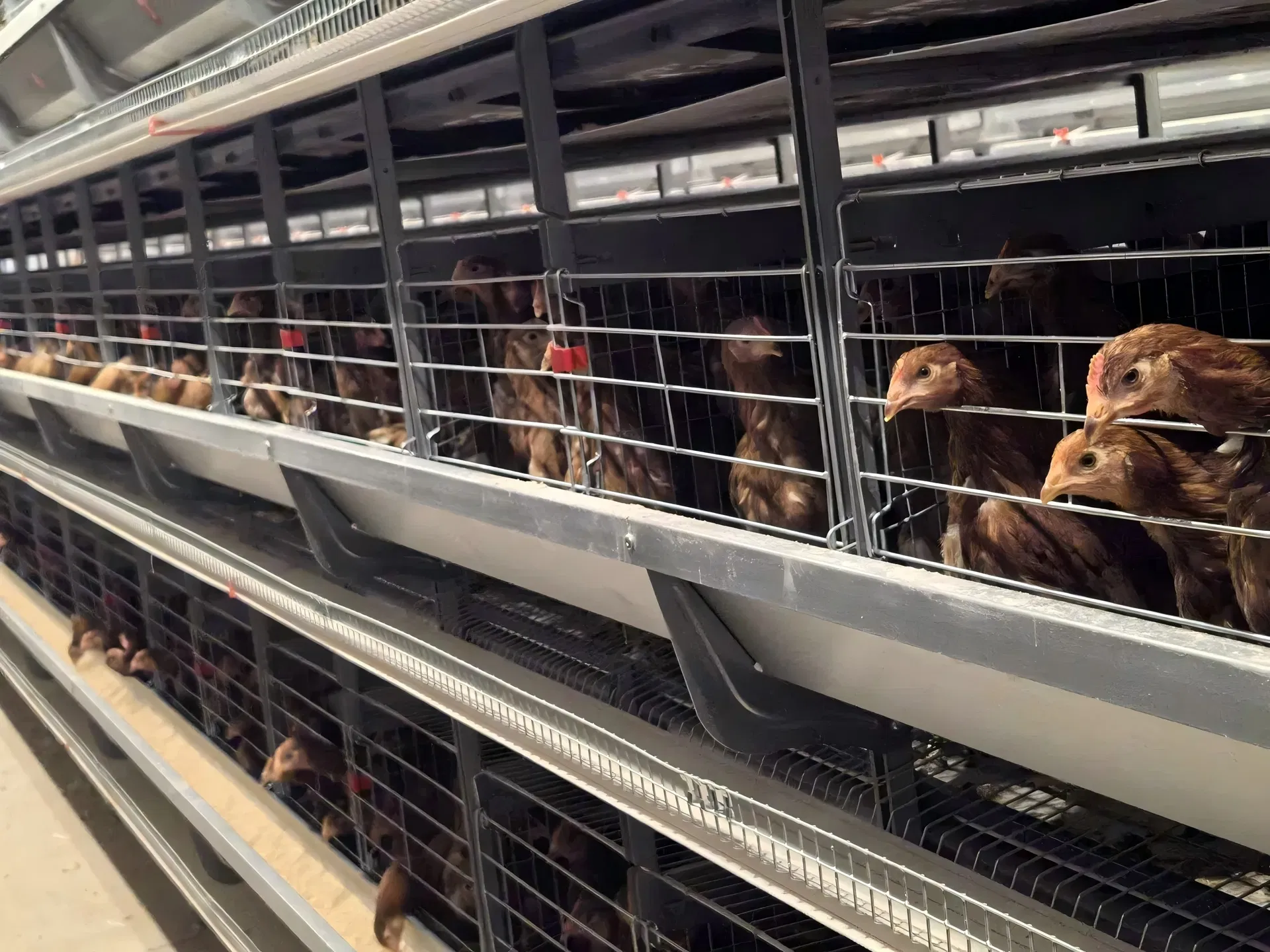 Labor Saving H Type Superimposed Layer Cage 3-10 Tiers For Efficient Poultry Farming