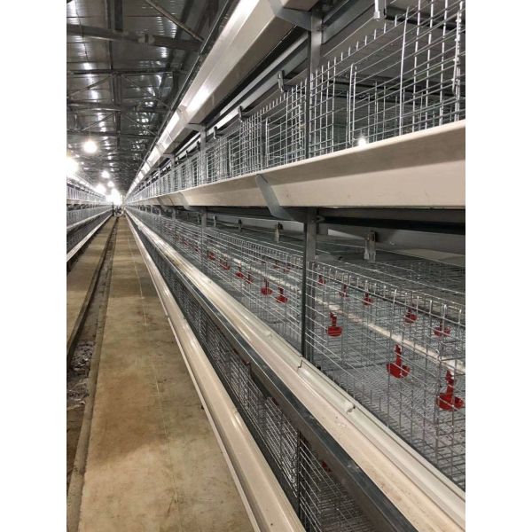 Turnkey Layer Cage Systems with High-Density Efficiency Superior Automation Integration and Optimized Natural Ventilation