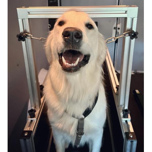 Stainless Steel Pet Treadmill for Performance Loading Quantities 20 GP Loading 70 Sets