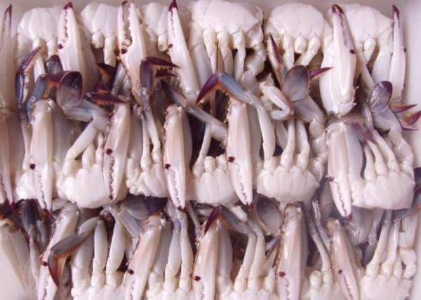 Half Cutted Portunus Crab