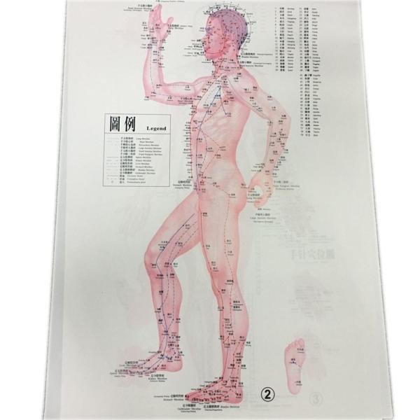 English Acupuncture Wall Chart 7PCS Per Set Human Acupuncture Chart