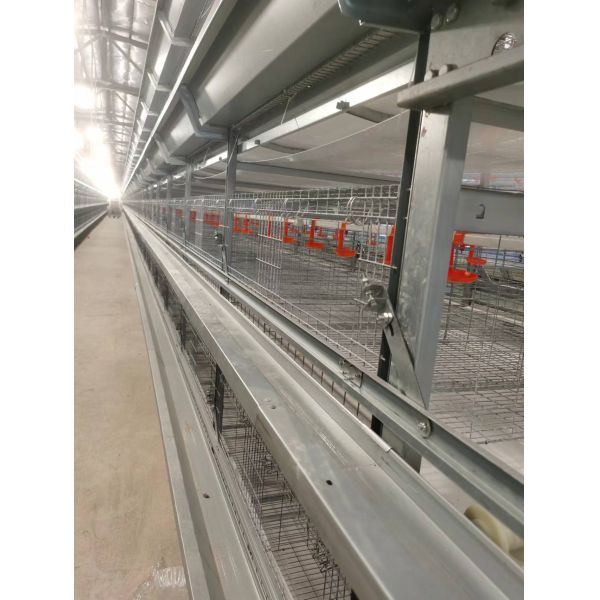 Turnkey Layer Cage Systems with High-Density Efficiency Superior Automation Integration and Optimized Natural Ventilation