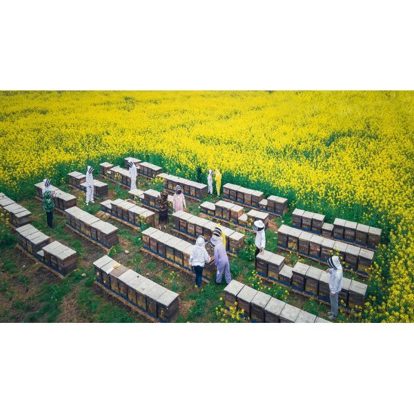 Automatic Beeswax Foundation Machine with Stainless Steel Construction, 220V-380V Power, and 350mm-750mm Roller Length for Efficient Beeswax Sheet