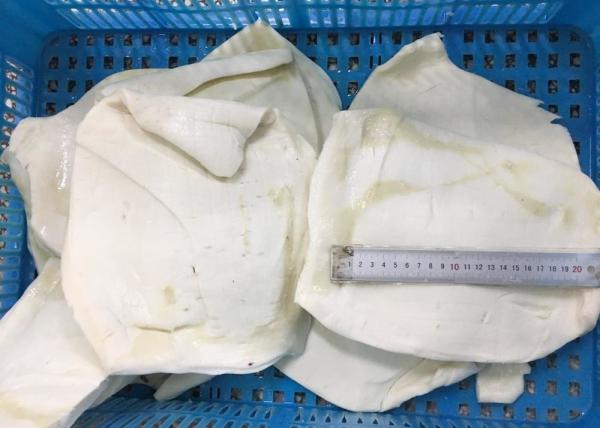 Frozen Boiled Giant Squid Fillet Bqf Peru Squid Darumar Thickness 6-12mm