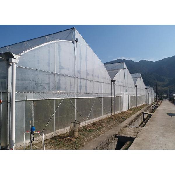 Hot-Dipped Galvanized Multi-Span Greenhouse Structure with UV-Resistant Polyethylene Film and Automated Ventilation