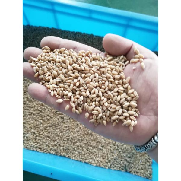 3t/h 4 Chutes Multi Grain Sorting Machine for Barley Wheat