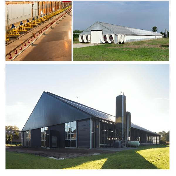Modern Q355B Grade Metal Frame Building Poultry Farm Structure Long Life Span