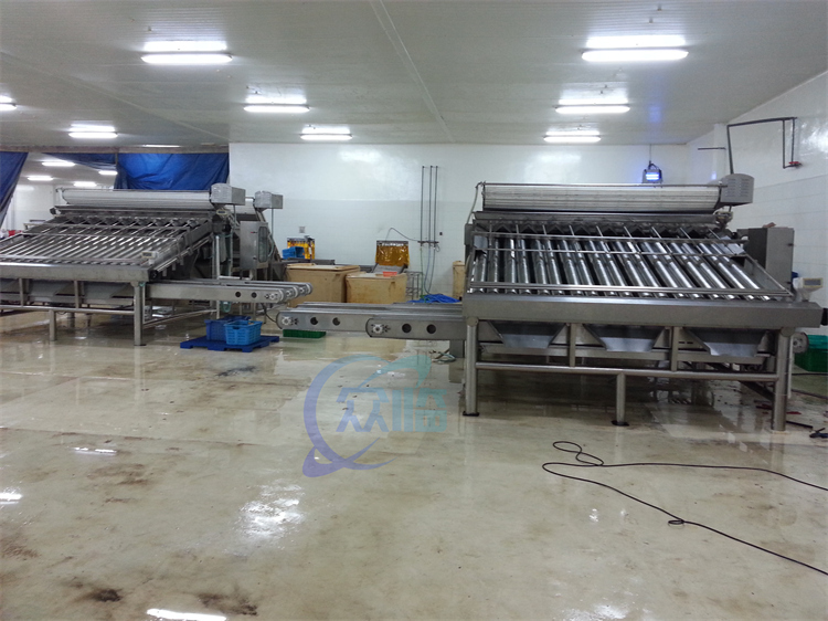 Automatic Fish Grading Machine Sorting Machine Fish Size Grading Machine