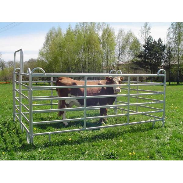 Cattle Panels 50mm * 50mm RHS * 1.6mm thickness