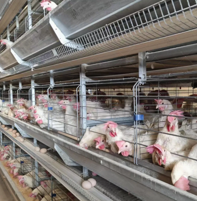 4-Tier H-Type Fully Automatic Layer Cage Hot-Dip Galvanized Poultry Farming Equipment for 10,000 Birds