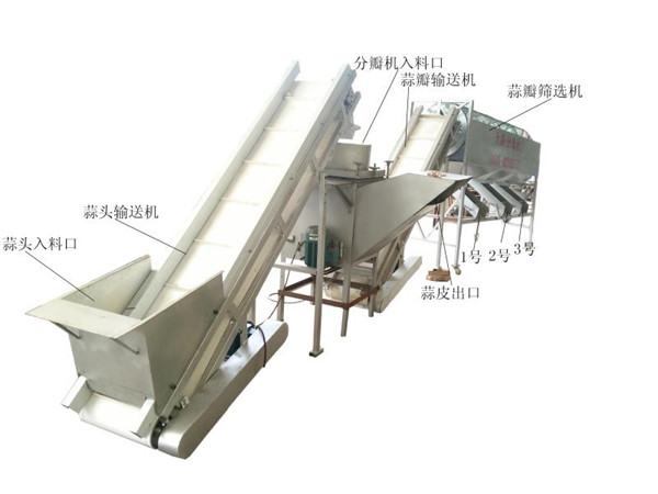 Garlic cloves grading machine, garlic cloves sorting machine, garlic seeds grader