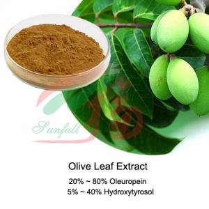 China Natural Olive Olea Europaea Leaf Extract 20% 40% Oleuropein Hydroxytyrosol on sale