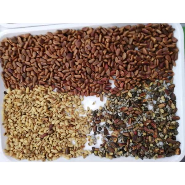 Multi-Functional Pine Nut Apricot Peanut / Groundnut Color Sorting Machine Color Separator