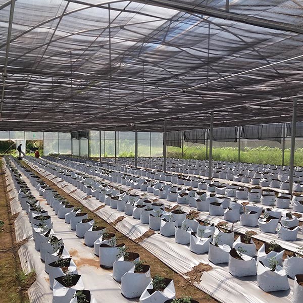 Hot-Dipped Galvanized Multi-Span Greenhouse Structure with UV-Resistant Polyethylene Film and Automated Ventilation