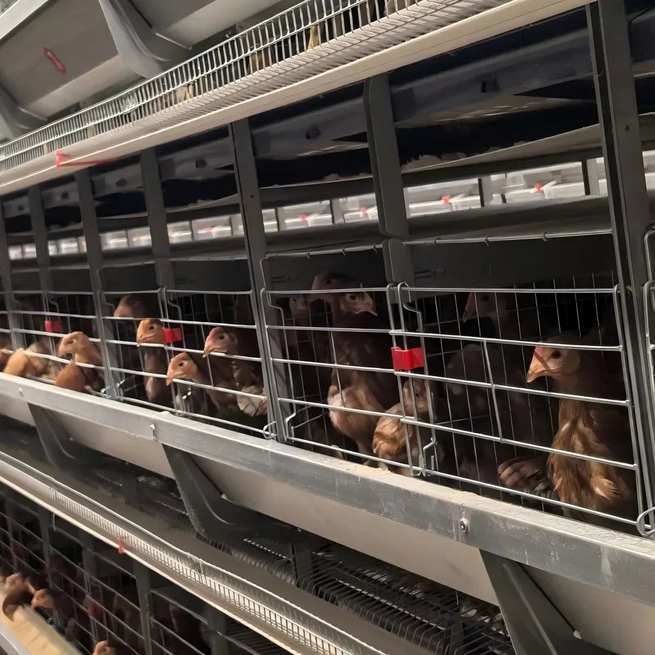 Labor Saving H Type Superimposed Layer Cage 3-10 Tiers For Efficient Poultry Farming
