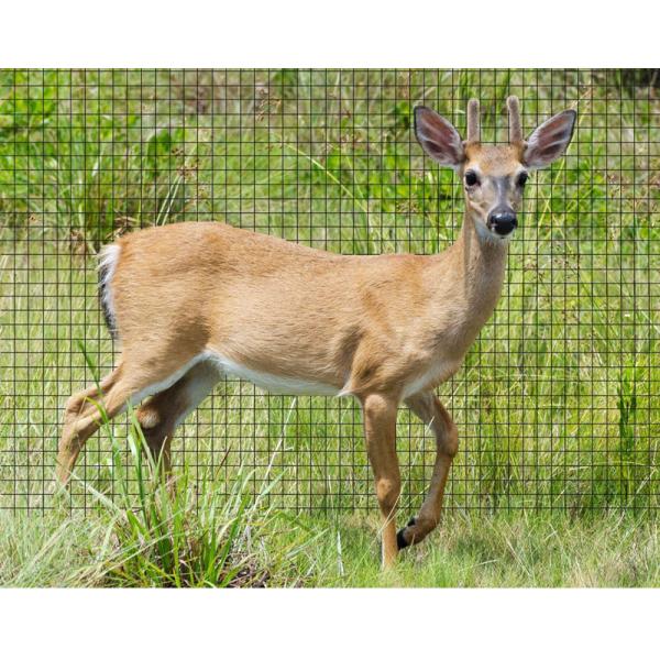 3/4'' Mesh Size Insect Mesh Netting Anti Bird Net Tough Deer Fence 2 Meter Width