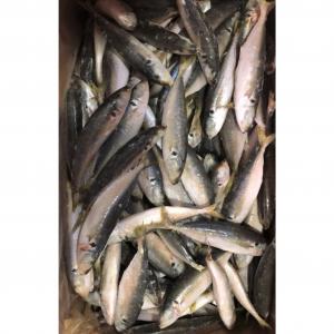 Fresh Healthy IQF Horse Mackerel 160 - 180pcs/ctn Frozen Fishing Bait