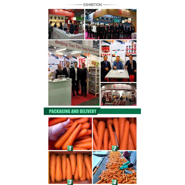 Organic Fresh Carrots Top Grade 2024 Crop Shandong Origin Sweet Taste for Sale