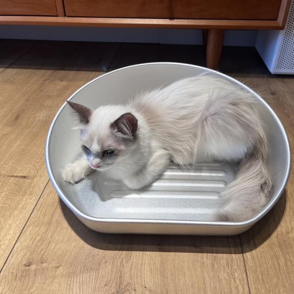 Hand Wash Large Pet Cat Litter Pan Pattern Solid Manual Cleaning Kitty Cat Toilet Box
