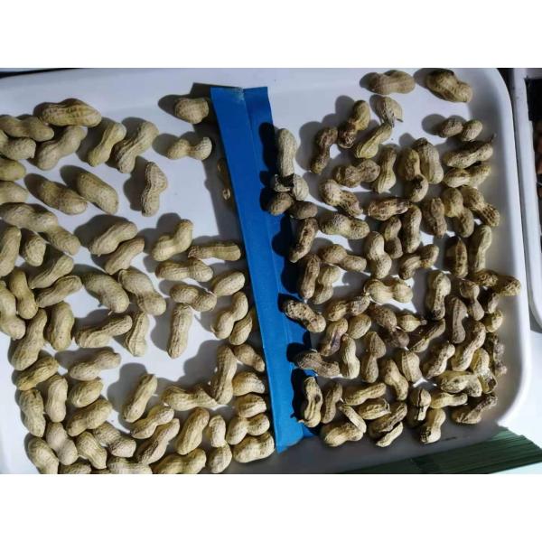 High Throughput Groundnut Color Sorter Machine With CCD Colour Camera Peanut Sorting Machinery