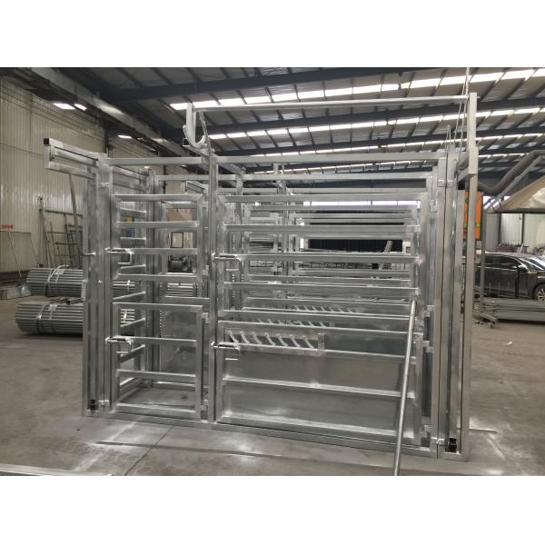 Professional Hot DIP Galvanized Cattle Crush with Weighing Scale