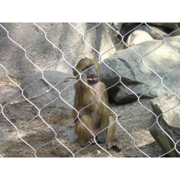stainless steel wire rope mesh for zoo