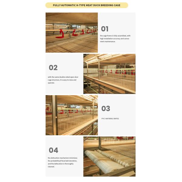 Complete Automatic Pullets Rearing Chicken Brooding Cage for Poultry Thousand Chickens