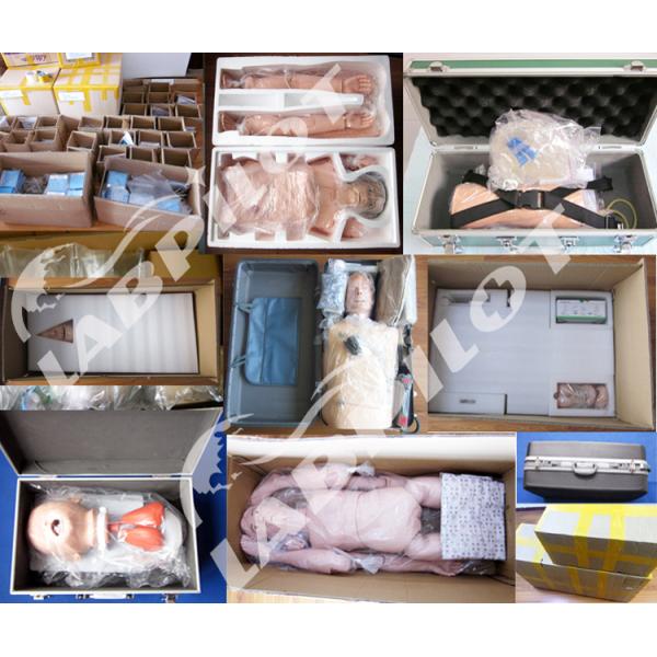 Enhance Your Skeleton Study with Enlarged Temporal Bone Model Educational Model
