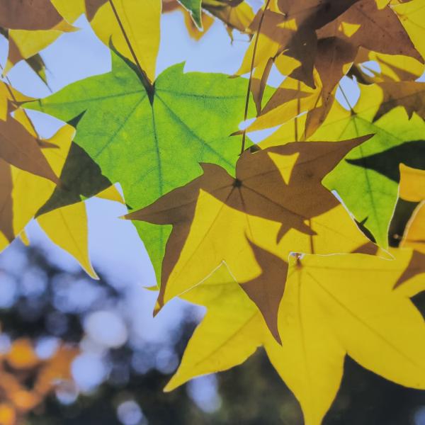 Light Through The Trees Full Color Glossy Lamination Coffee Table Book Professional Photo Printing Service