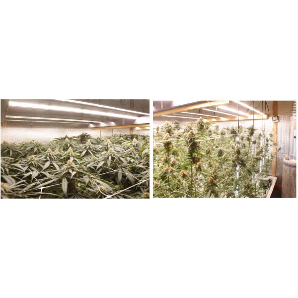 High-Efficiency LED Grow Lights Intelligent Control System Customized Color 5 Years Warranty For Plants Growth